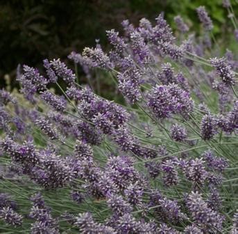 ana luisa lavender|Lavandula chaytorae 'Ana Luisa' Lavender .